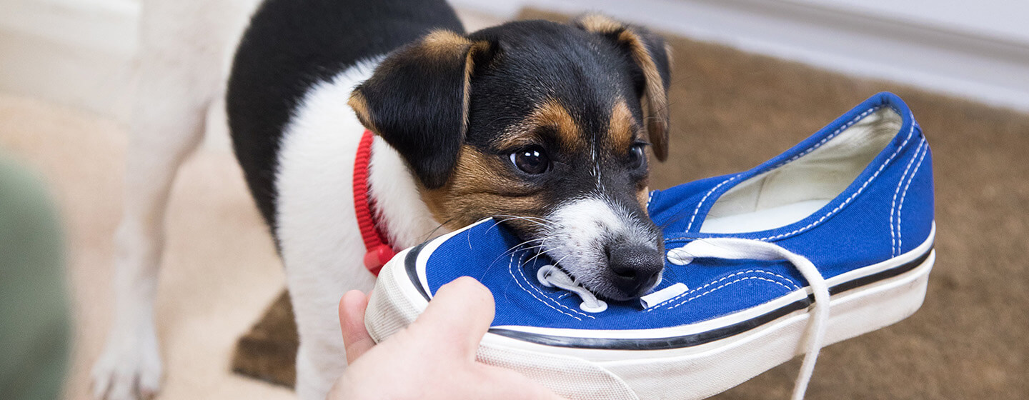 Puppy biting shoes store